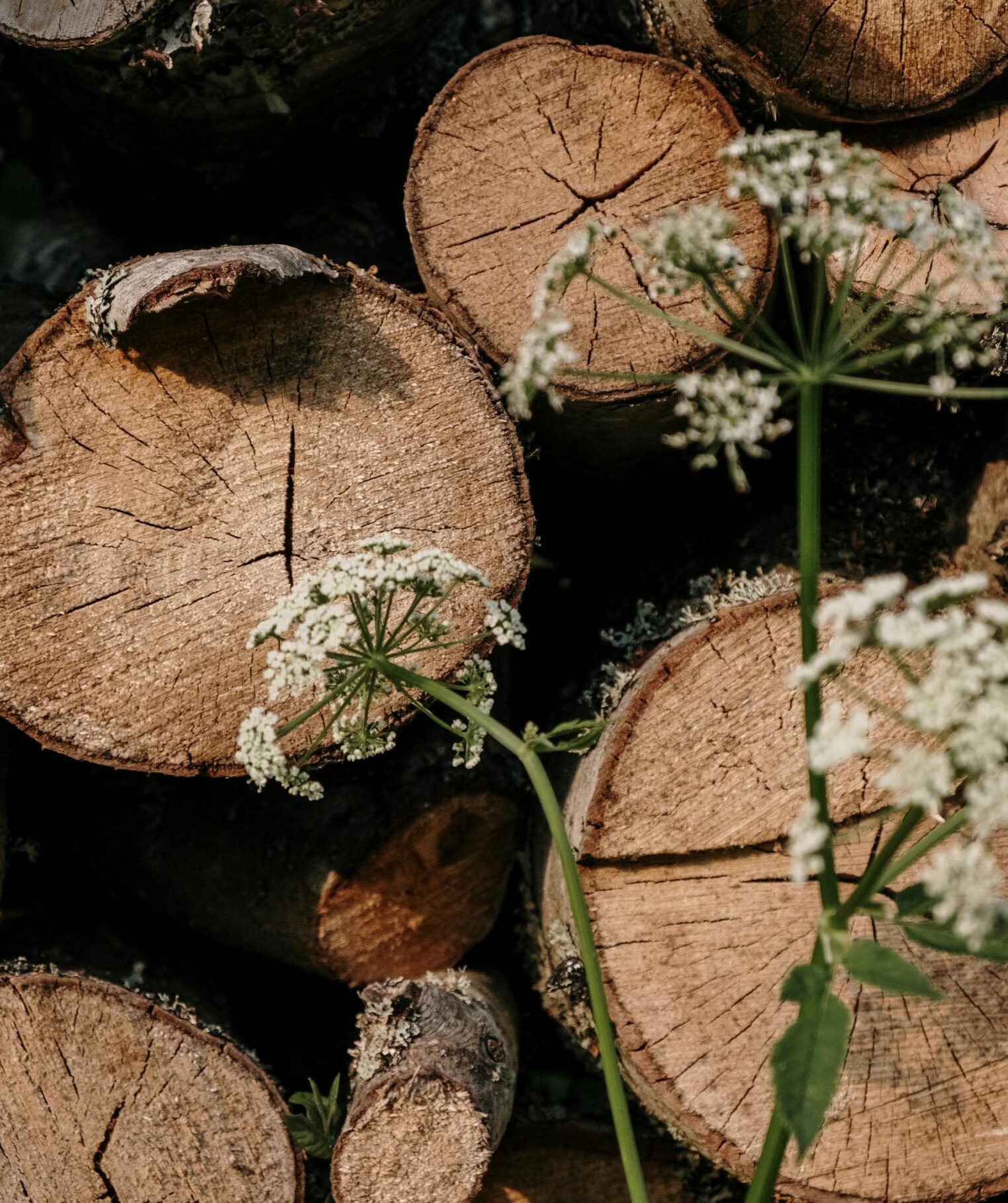 Close-up of stacked tree logs with wildflowers, showcasing natural textures and forest environment.